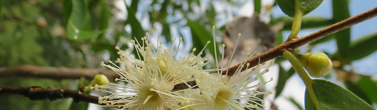 Blüte des Superfoods Camu Camu