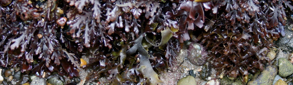 dulse